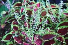 Plectranthus scutellarioides